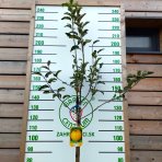 Jabloň domáca (Malus domestica) ´GOLDEN DELICIOUS´ - zimná, výška 230-250 cm, obvod kmeňa 4/6 cm, kont. C10L 